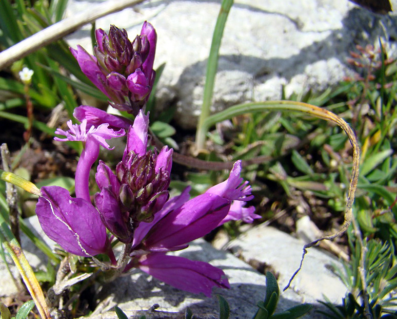 Fiori di montagna - Polygala cfr. major